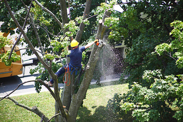 How Our Tree Care Process Works  in  Kewaunee, WI